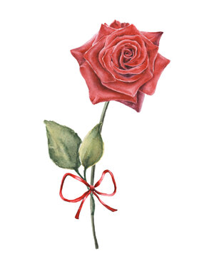 Red rose watercolor illustration isolated on white