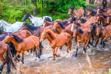 Early Morning Horse Muster in the Central Coast Hinterland of NSW, Australia