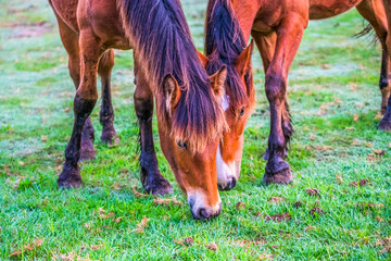 Naklejka premium Early Morning Horse Muster in the Central Coast Hinterland of NSW, Australia