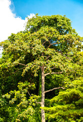 Fototapeta premium Big trees in a perfect forest,nature