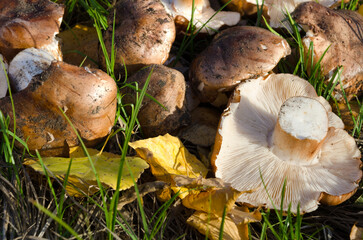 Tricholoma populinum mushrooms on the grass and on yellow leaves.