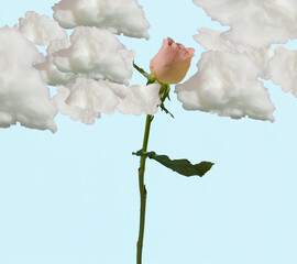 A huge pink rose bud emerging from fluffy clouds against light blue background. Copy space. Minimal concept. Creative surreal pattern.