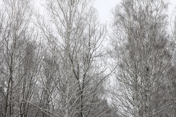 Black and white birch trees