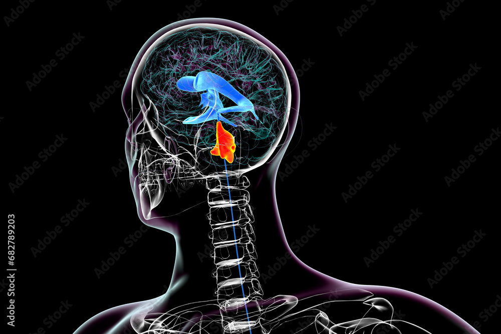 Poster enlargement of the fourth brain ventricle, 3d illustration