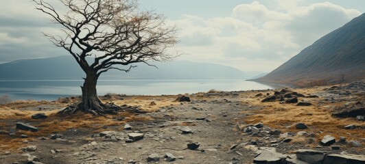 Solitude in the Barren Landscape