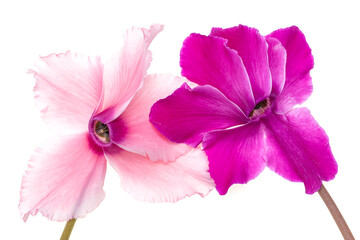 pink flower on white background.