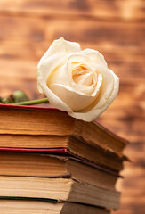 old book pages with rose flower.