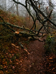 arbre abattu par le vent, posé sur un petit chemin, avec du brouillard en arrière plan