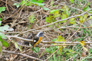 ジョウビタキ（雄）