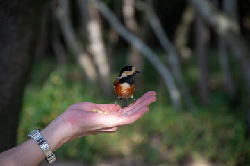 日本の兵庫県赤穂市の雄鷹台山のかわいいヤマガラの餌付け