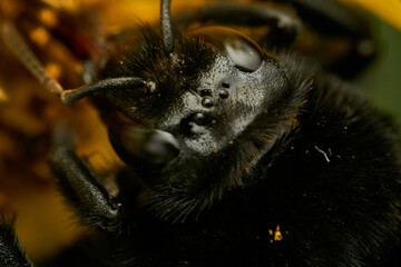 Details of a black bumblebee perched on a yellow flower