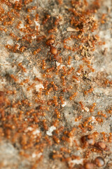 Fototapeta premium Many red ants on a stone