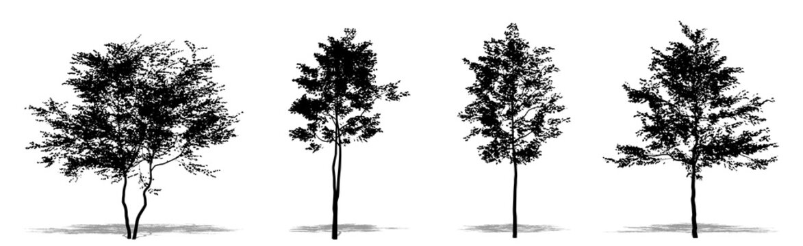 Set or collection of American Beech trees as a black silhouette on white background. Concept or conceptual vector for nature, planet, ecology and conservation, strength, endurance and  beauty