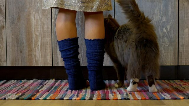 Grey cat in kitchen circles woman, begs for food, receives treat. Grey cat's playful behavior while fed shown. Grey cat with treat, epitome of pet contentment, perfect for videos.This is real harmony.