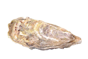 Fresh oyster isolated on white