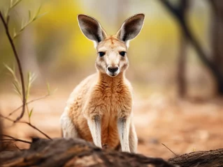Foto op Plexiglas An endearing kangaroo poses in the wild, showcasing its unique charm. © Jan