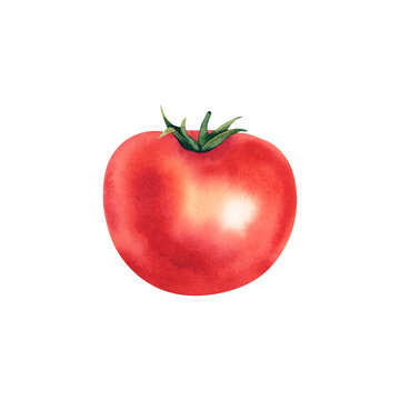 Tomato. Watercolor illustration. Healthy vegetables. Harvesting. Baby food. Tomato ketchup. Menu. Clipart.