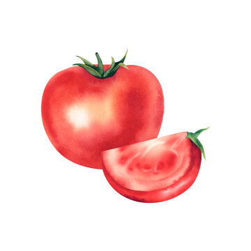 Tomato. Watercolor illustration. Healthy vegetables. Harvesting. Baby food. Tomato ketchup. Menu. Clipart.
