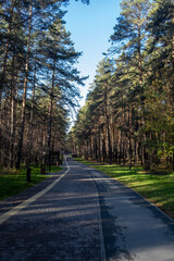 Obraz premium Walking path in a city park. Pedestrian path made of asphalt in the forest. Place for walks, relaxation and sports