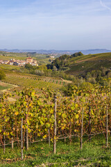 Fototapeta na wymiar autumnal vineyards, Piedmont, Italy