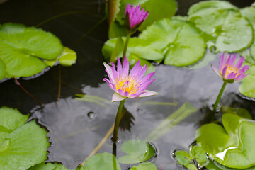Beautiful waterlily or lotus flower with green leaves