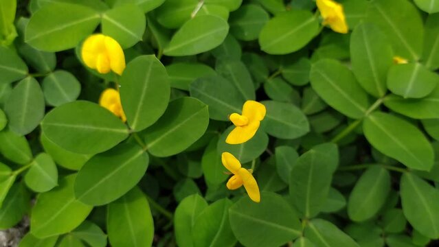 beautiful yellow arachis repens flower on the ground