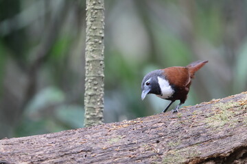 The white-bibbed babbler (Stachyris thoracica) is a species of bird in the family Timaliidae. It is found in Bali and Java.