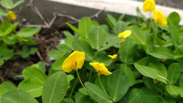 beautiful yellow arachis repens pinto flower in garden