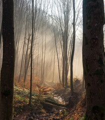 Obraz premium Forest stream in an autumn, foggy forest. Atmospheric scene, mystical mood of autumn morning