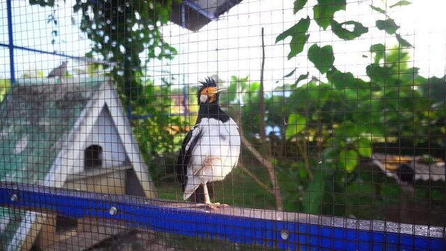 Siamese Pied Starling bird on the fench.