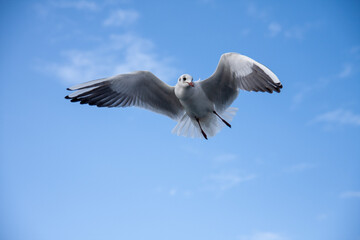 Seagull bird in flight in the sunny blue sky