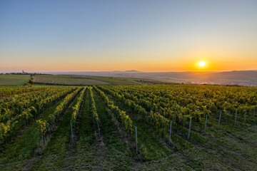 Sunrise in vineyards under Palava, Southern Moravia, Czech Republic