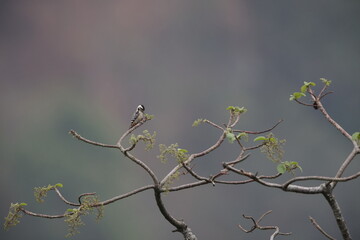 The freckle-breasted woodpecker (Dendrocopos analis) is a species of bird in the family Picidae. This photo was taken in Java island.