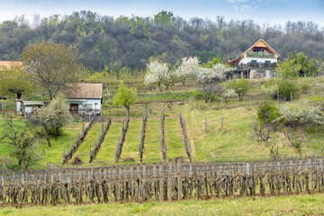 Fototapeta na wymiar spring landscape with vineyrd in Szekszard region, Hungary