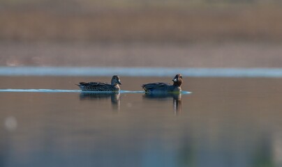Eurasian Teal (Anas crecca) is a species distributed in Asia, Europe and Africa. They live in...