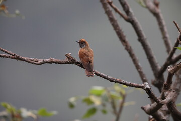 The violet cuckoo (Chrysococcyx xanthorhynchus) is a species of cuckoo in the family Cuculidae. This photo is female, taken in Java island.