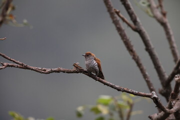 The violet cuckoo (Chrysococcyx xanthorhynchus) is a species of cuckoo in the family Cuculidae. This photo is female, taken in Java island.
