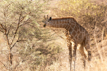 Beautiful young giraffe seen feeding in trees during a golden hour evening, Windhoek, Namibia