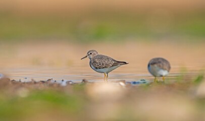 Temminck`s Stint (Calidris temminckii) is a wetland bird that lives in the northern parts of the European and Asian continents. It feeds in swampy areas.