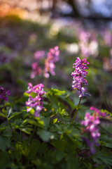 Hollow smokestack (Corydalis cava), spring forest, Southern Moravia, Czech Republic