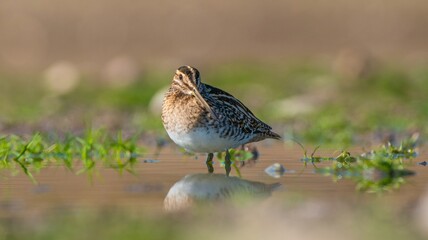 Common Snipe (Gallinago gallinago) is a species that lives in wetlands in Asia, Europe and Africa. It is common in Turkey and is a winter migrant.