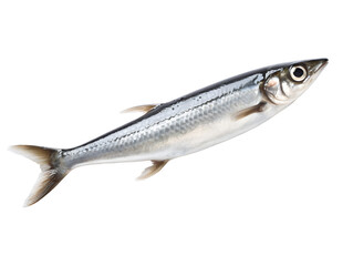 Fototapeta premium Anchovy - Seafood Choice, isolated on a transparent or white background