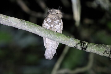 Javan Frogmouth (Batrachostomus javensis) , endemic to Java, where it is the only frogmouth.