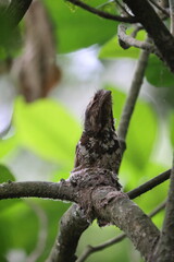 Javan Frogmouth (Batrachostomus javensis) , endemic to Java, where it is the only frogmouth.