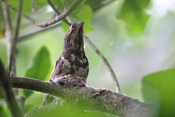 Javan Frogmouth (Batrachostomus javensis) , endemic to Java, where it is the only frogmouth.