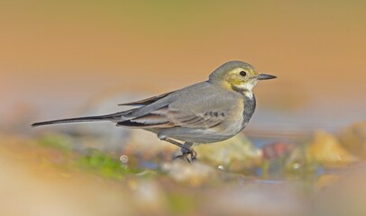 White Wagtail (Motacilla alba) is a wagtail that lives in Asia, Europe and North Africa. These birds are seen in Turkey from autumn to spring.