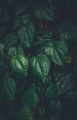 Close up dark green betel leaves texture nature background