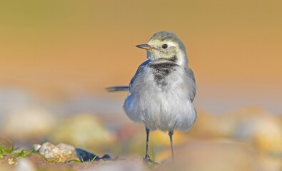 White Wagtail (Motacilla alba) is a wagtail that lives in Asia, Europe and North Africa. These birds are seen in Turkey from autumn to spring.