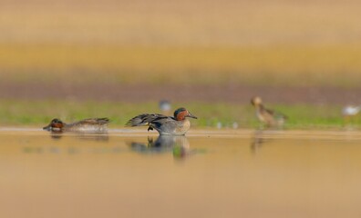 Eurasian Teal (Anas crecca) is a species distributed in Asia, Europe and Africa. They live in crowded herds.