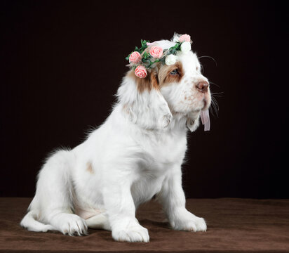 Cute funny Clumber Spaniel puppy with a wreath of flowers on his head
